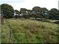 Small field below Castle Covert