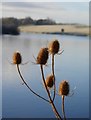 NT8845 : Tweedside Teasel by James T M Towill