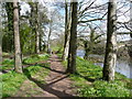 Riverside path approaching the end of the woodland, Craigie Estate, Ayr