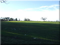 Winter cereal crop, Kirklington