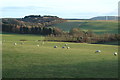 Sheep Grazing at Kirkoswald