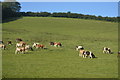 Cattle grazing