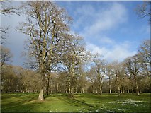 SO7843 : Langdale Wood by Philip Halling