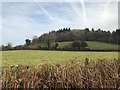 View towards Westridge Wood