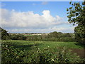 View towards Bradford Abbas