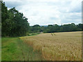SU9650 : Wheat field south of railway by Robin Webster