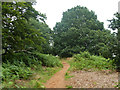 SU9146 : Path on Puttenham Common by Robin Webster