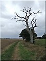 TM1229 : Dead Tree by Keith Evans