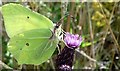 TR3160 : Brimstone butterfly Gonepteryx rhamni, feeding on thistle flower by Bikeboy
