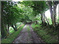 SH8257 : Tree Lined Track by Keith Evans