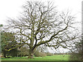 SE5158 : Beningbrough Hall, large tree by Stephen Craven