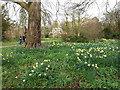 SE5158 : Beningbrough Hall, daffodils and bluebells by Stephen Craven