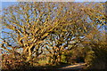 Trees on path beside Solent Breezes Holiday Village