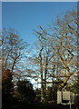 SE3155 : Trees by Slingsby Walk, Harrogate by Derek Harper