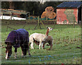 SE3257 : Animals near Bilton Wells by Derek Harper