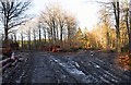 Junction of two forestry tracks, Wyre Forest, nr Buttonoak