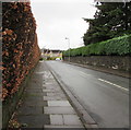 Brown hedge and green hedge, South Rise, Llanishen, Cardiff