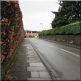 ST1882 : Brown hedge and green hedge, South Rise, Llanishen, Cardiff by Jaggery
