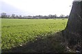 Field near Cruckton