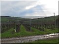 Vineyard at Spence Farm