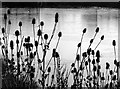SK6143 : Teasels by the frozen Northern Basin by Alan Murray-Rust