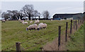 SP6393 : Sheep near Lyndon Lodge Farm by Mat Fascione
