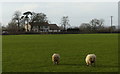 Sheep near Folly Farm