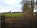 Crop field and trees