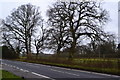 Trees beside B3354