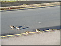 Turnstones on Belvedere Parade