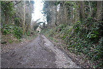 SY2289 : East Devon : Bovey Lane by Lewis Clarke