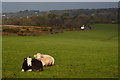 SY0591 : East Devon : Grassy Field & Cows by Lewis Clarke