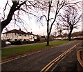 Leafless trees on a grass strip, Belmont Crescent, Abergavenny