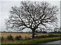 Winter tree on Wroot Road