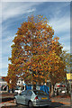 Autumnal tree, Hele Cross