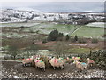 Colourful sheep at Ulcat Row