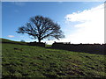 Tree on Mynydd Meiros