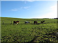 ST0184 : Horses on Mynydd Meiros by Gareth James