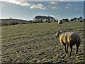 SD6724 : Sheep at Greenlands Farm by Neil Theasby
