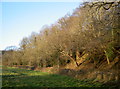 Mature trees in Culvery Wood