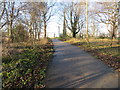 Pathway through Clay Wood in Sheffield