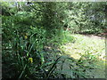 Yellow flag by drying up pond