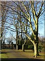 Copper beech avenue, West Park west entrance