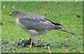 Sparrowhawk making a meal of a Blackbird