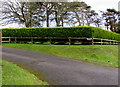 Evergreen hedge at the edge of Evening Star Farmhouse, Pentlepoir