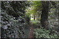 Footpath, Morden Hall Park