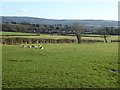 Sheep at Naunton Farm