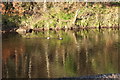 Mallard Ducks, River Ayr