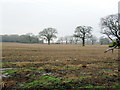 Bare Field off Wassell Grove Lane Hagley