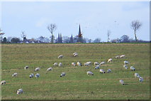 SK1406 : Field of sheep by Ingleyhill Farm by Bill Boaden